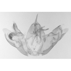 /filer/webapps/moths/media/images/A/amseli_Leioptilus_GMHT_RMCA_93.jpg