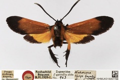 Netrocera basalis