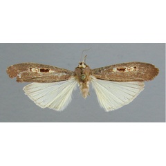 /filer/webapps/moths/media/images/A/angustissima_Scrancia_HT_RMCA.jpg