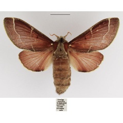 /filer/webapps/moths/media/images/C/concavum_Streblote_AF_TMSA_03.jpg
