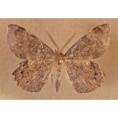 /filer/webapps/moths/media/images/M/madecassaria_Erastria_AM_Butler.jpg