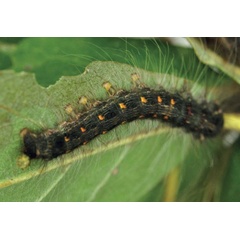 /filer/webapps/moths/media/images/L/lanceolata_Lasiocesa_L4_Ihle.jpg