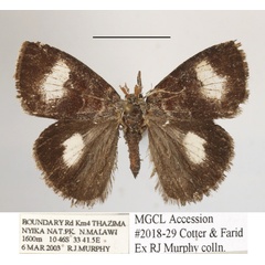/filer/webapps/moths/media/images/Q/quadrimaculata_Aroa_A_MGCLa_01.JPG