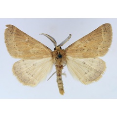 /filer/webapps/moths/media/images/S/stictoneura_Aethiopodes_AM_TMSA_02.jpg