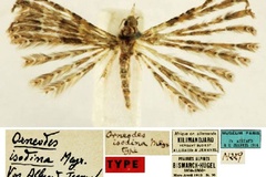 Alucita isodina