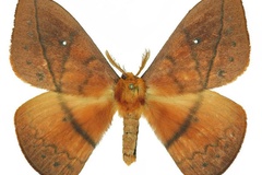 Maltagorea vulpina