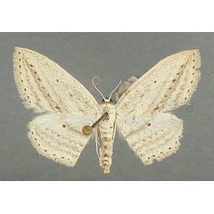 /filer/webapps/moths/media/images/E/erinaria_Scopula_AM_TMSA_01.jpg
