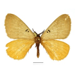 /filer/webapps/moths/media/images/B/bimaculata_Catajana_AM_Basquin_02.jpg