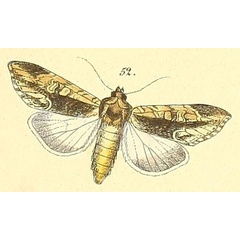 /filer/webapps/moths/media/images/C/consimilis_Cucullia_HT_Felder_108_52.jpg