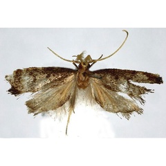 /filer/webapps/moths/media/images/T/thikaensis_Corymbus_HT_NHMUK.jpg