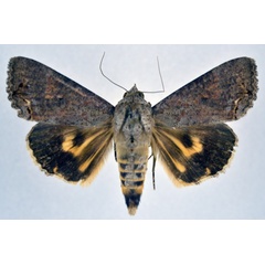 /filer/webapps/moths/media/images/D/deflorata_Hypocala_A_NHMO.jpg