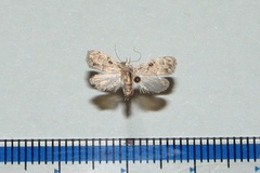 Mecothrix omphalota