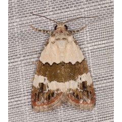 /filer/webapps/moths/media/images/S/subblandula_Maliattha_A_Heyns_01.jpg