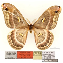 /filer/webapps/moths/media/images/H/hassoni_Epiphora_HT_RBINSa.jpg