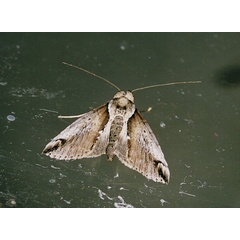/filer/webapps/moths/media/images/D/diplogramma_Risoba_A_Roland_01.jpg
