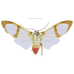 /filer/webapps/moths/media/images/M/magnifica_Amerila_AM_ANHRT.jpg