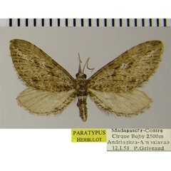 /filer/webapps/moths/media/images/B/bicurvicera_Eupithecia_PTF_ZSM_01.jpg