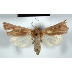 /filer/webapps/moths/media/images/B/bialbifasciata_Agrotis_AT_MSNM.jpg