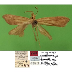 /filer/webapps/moths/media/images/B/bariella_Lecithocera_HT_MNHN.jpg