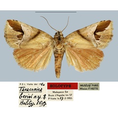 /filer/webapps/moths/media/images/B/berioi_Taraconica_HT_MNHN.jpg