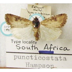 /filer/webapps/moths/media/images/P/puncticostata_Micragrotis_STM_NHMUK.jpg