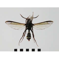 /filer/webapps/moths/media/images/E/eumenidiformis_Similipepsis_HT_SMNS.jpg