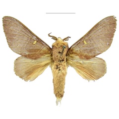 /filer/webapps/moths/media/images/F/flavimaculata_Tragoptyssa_AM_CMNH.jpg