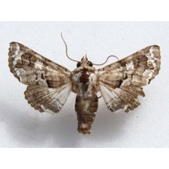 /filer/webapps/moths/media/images/A/amatrix_Eutelia_A_Goff_WRarkvK.jpg