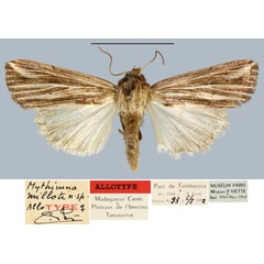 /filer/webapps/moths/media/images/M/milloti_Mythimna_AT_MNHN.jpg