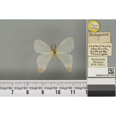 /filer/webapps/moths/media/images/C/caudata_Leptepilepta_PT_BMNH_01a.jpg