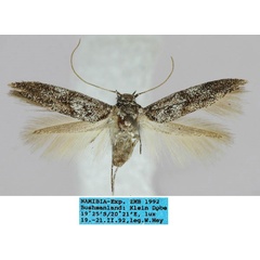 /filer/webapps/moths/media/images/S/subconcurrens_Scythris_HT_ZMHB_9AMSJxf.jpg