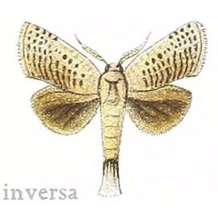 /filer/webapps/moths/media/images/I/inversa_Salagena_HT_NHMUK.jpg