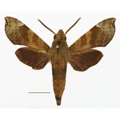 /filer/webapps/moths/media/images/P/peckoveri_Temnora_AM_Basquina.jpg