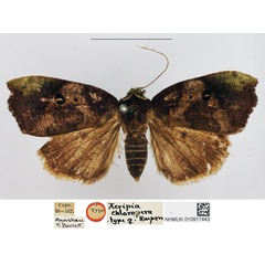/filer/webapps/moths/media/images/C/chloropera_Acripia_HT_NHMUK.jpg