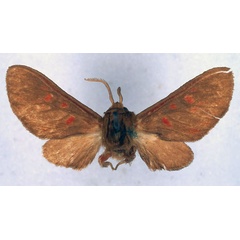 /filer/webapps/moths/media/images/O/ochreogaster_Rhabdomarctia_HT_BMNH_01.jpg