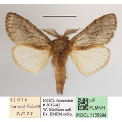 /filer/webapps/moths/media/images/M/mediata_Rhenea_AM_MGCLa_01.jpg