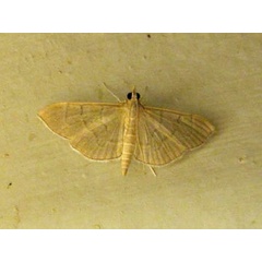 /filer/webapps/moths/media/images/A/ablactalis_Poliobotys_A_Sydes.jpg