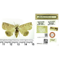 /filer/webapps/moths/media/images/A/andersoni_Ophiusa_HT_BMNH.jpg