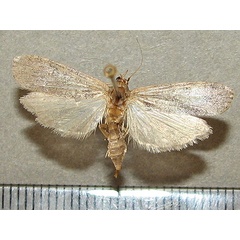 /filer/webapps/moths/media/images/A/adaptella_Lamoria_A_Goff.jpg