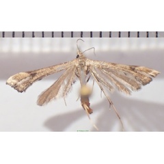 /filer/webapps/moths/media/images/T/taprobanes_Stenoptilodes_AM_Bippus.jpg