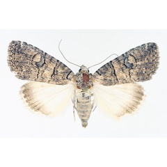 /filer/webapps/moths/media/images/A/abrostoloides_Proconis_AF_TMSA_01.jpg