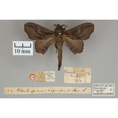 /filer/webapps/moths/media/images/N/nigricans_Odontogama_ST_OUMNH_01.jpg