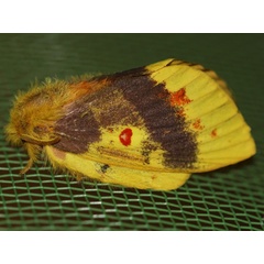 /filer/webapps/moths/media/images/L/lutulenta_Chrysopsyche_A_Wursten_01.jpg