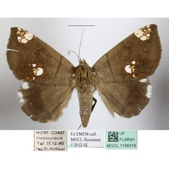 /filer/webapps/moths/media/images/I/illustrata_Achaea_A_MGCLa_01.JPG