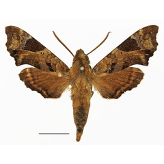 /filer/webapps/moths/media/images/F/fuscata_Temnora_AM_Basquin_01a.jpg