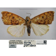 /filer/webapps/moths/media/images/G/gigas_Earias_AM_NHMUK.jpg