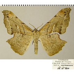 /filer/webapps/moths/media/images/T/tetracantha_Xenimpia_AF_ZSM.jpg