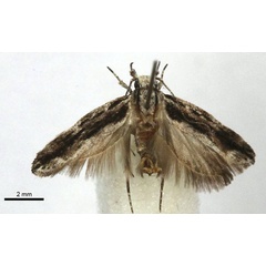 /filer/webapps/moths/media/images/R/rukinga_Tricerophora_HT_BMNH.jpg