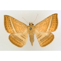 /filer/webapps/moths/media/images/H/hansali_Rhabdophera_AF_TMSA_01.jpg