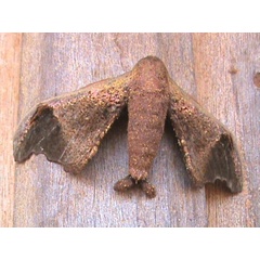 /filer/webapps/moths/media/images/N/neonubifera_Adrougeriana_A_Guyonnet.jpg